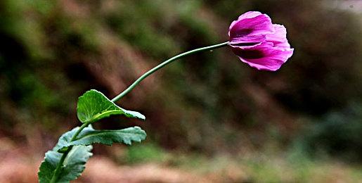 《极限竞速》系列游戏春季促销第二轮：史低价惊喜持续！